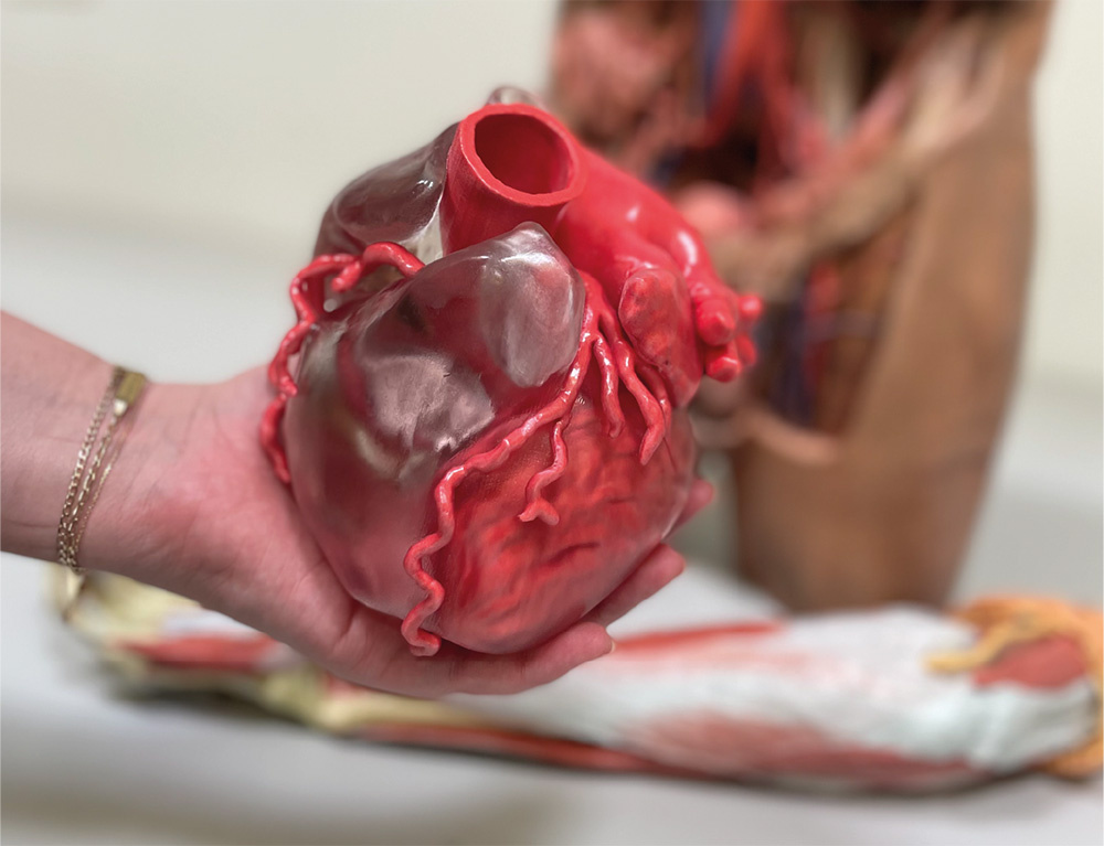 Coronary artery circulation modelcreated from a CT scan