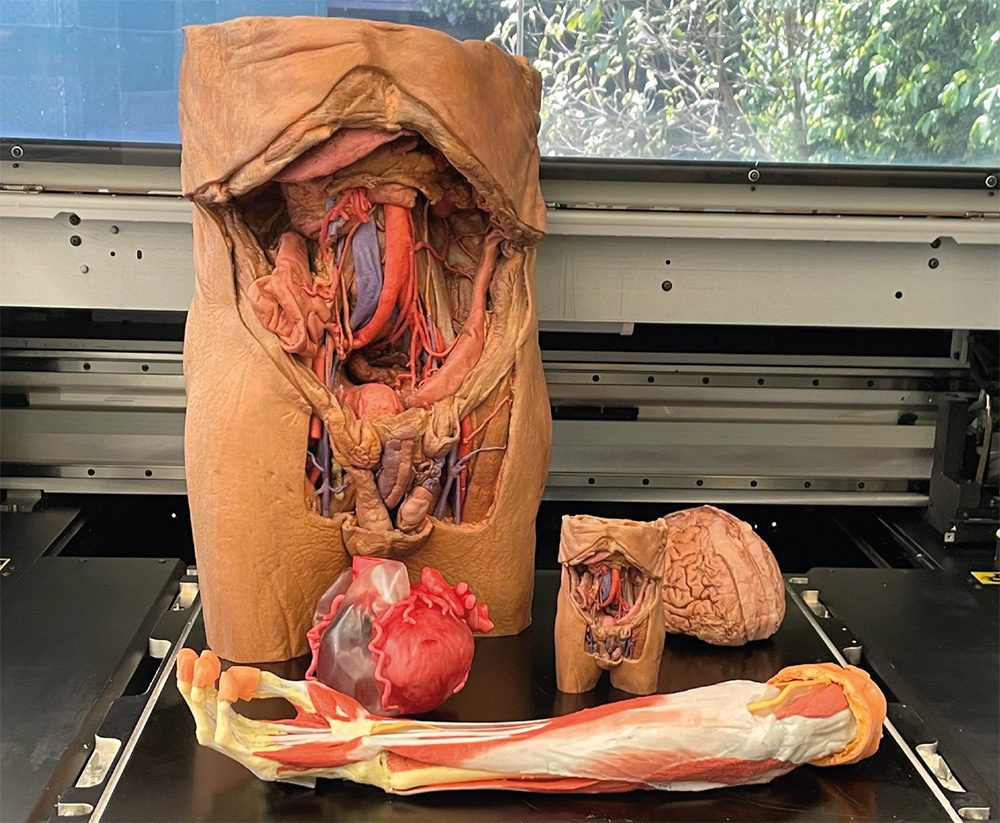 Color-augmented human anatomy body replicas printed on the Mimaki 3DUJ-553, designed specifically for enhanced teaching and learning