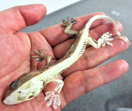 A gecko that was created by a combination of CT